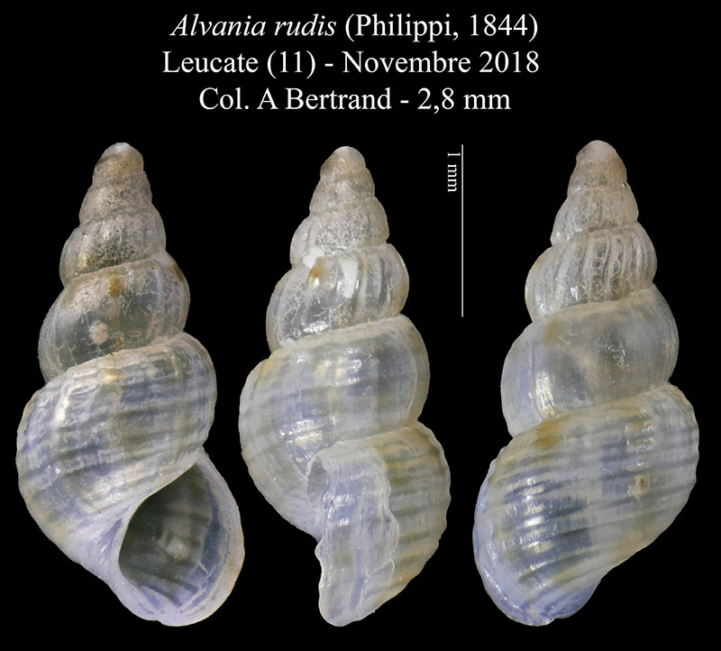 Alvania rudis da confermare..... confermata!